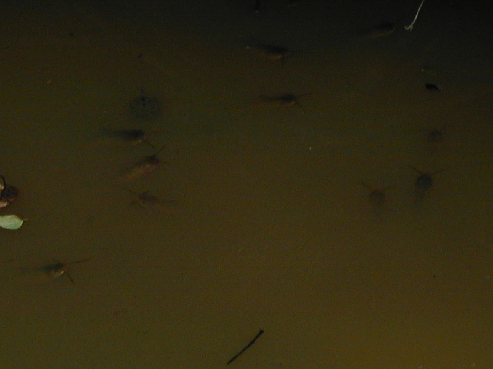 Field photo showing stream conditions at site NANJ-331-S-2002-574