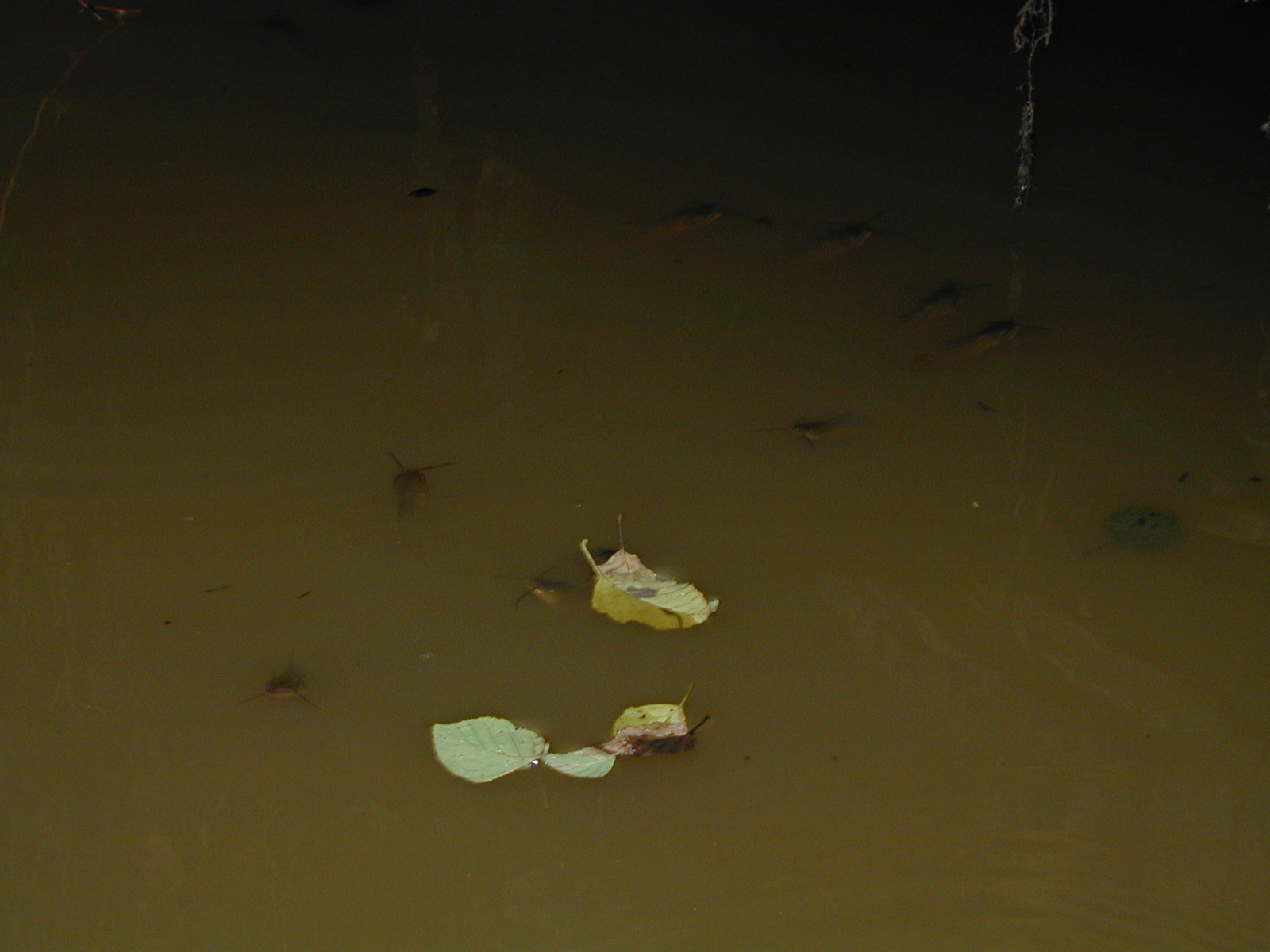 Field photo showing stream conditions at site NANJ-331-S-2002-575