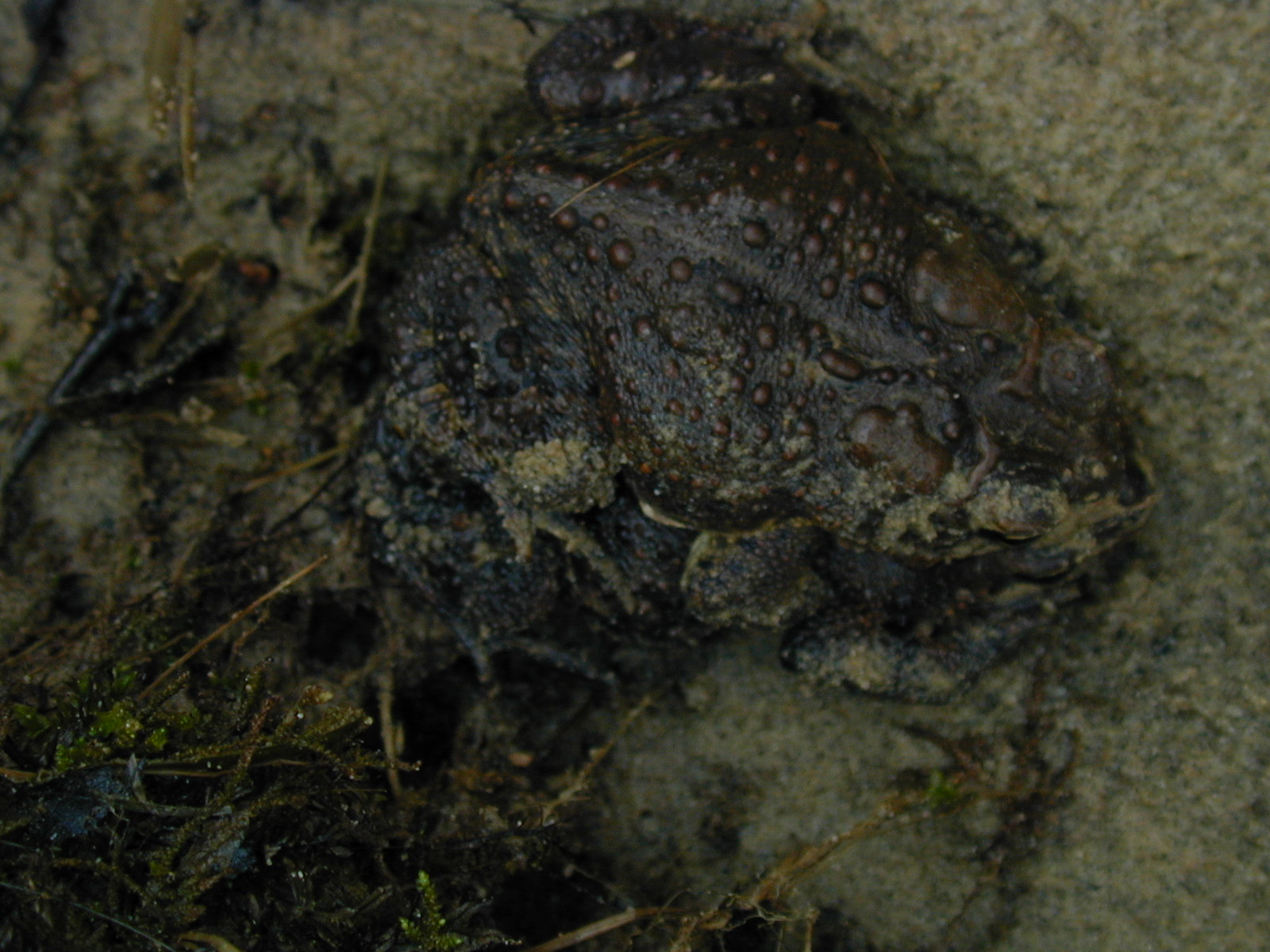 Field photo showing stream conditions at site NANJ-331-S-2003-705