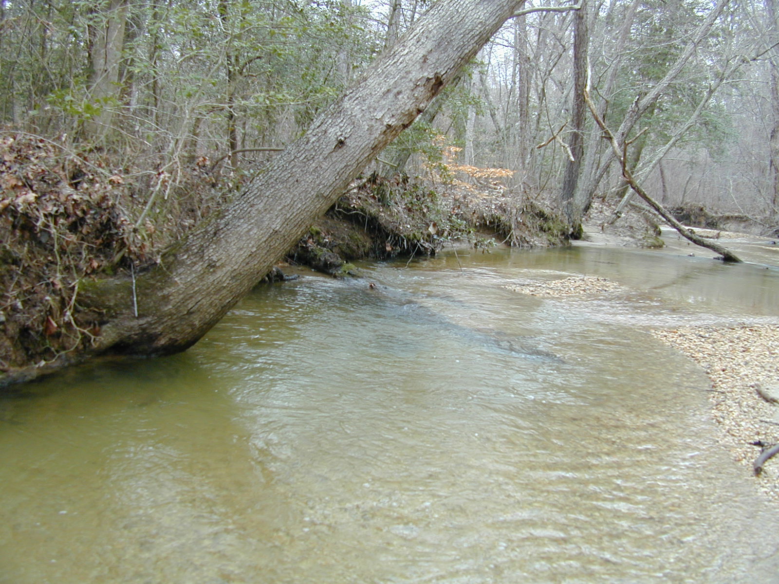 Field photo showing stream conditions at site NANJ-331-S-2003-706