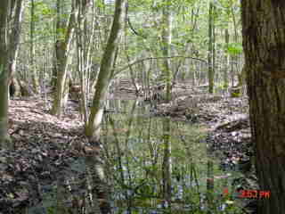 Field photo showing stream conditions at site NANT-102-R-2001-1