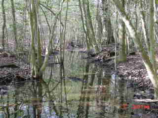 Field photo showing stream conditions at site NANT-102-R-2001-2