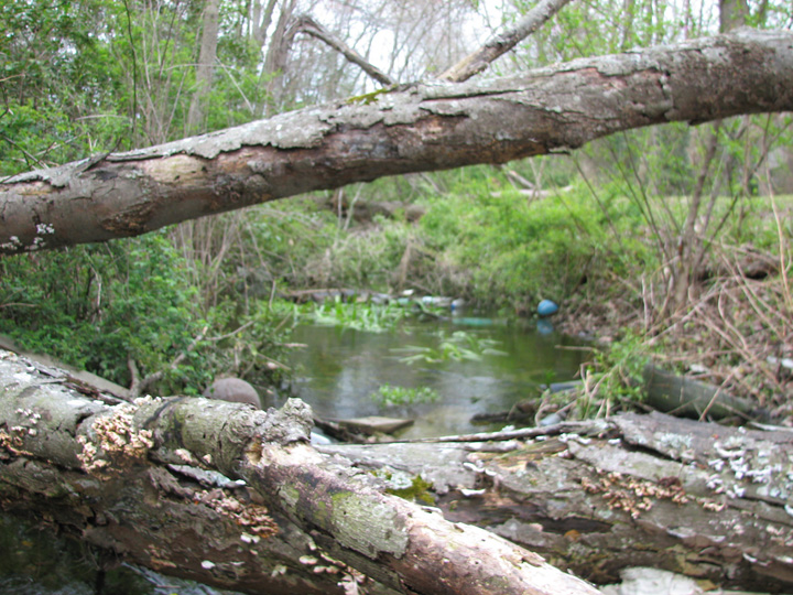 Field photo showing stream conditions at site NANT-103-R-2007-1