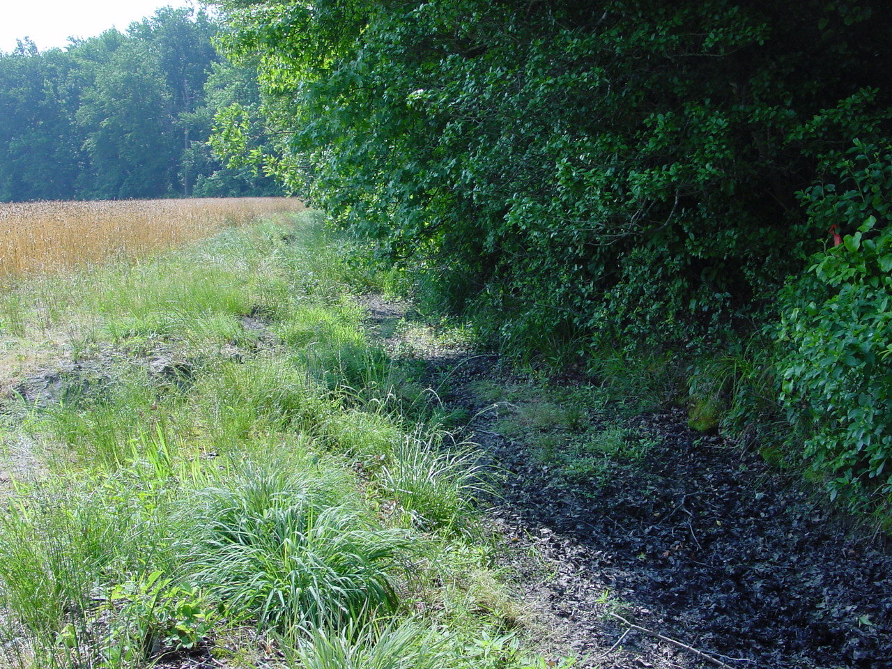 Field photo showing stream conditions at site NANT-104-R-2002-3