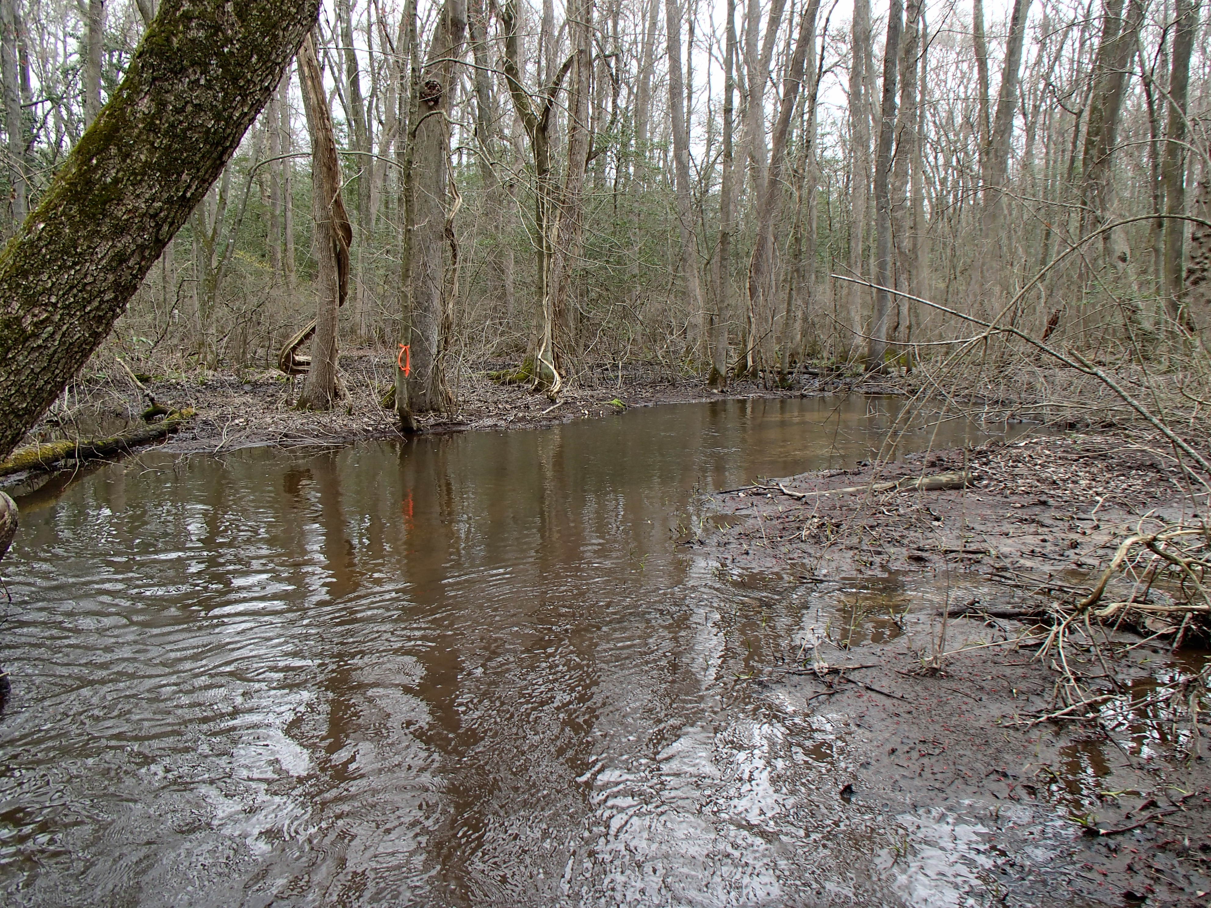 Field photo showing stream conditions at site NANT-107-R-2015_Midpoint-looking-upstream