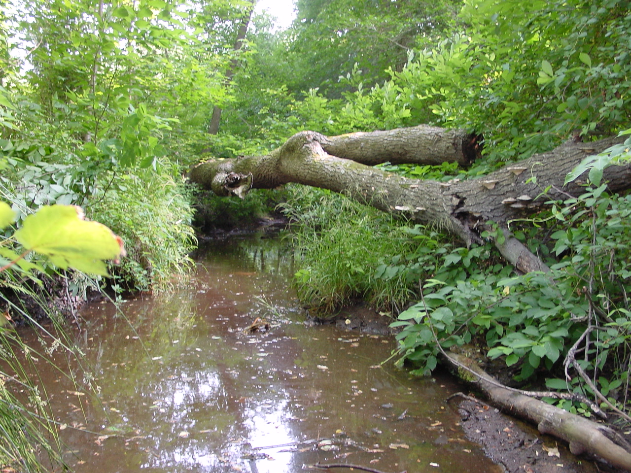 Field photo showing stream conditions at site NANT-109-R-2002-3