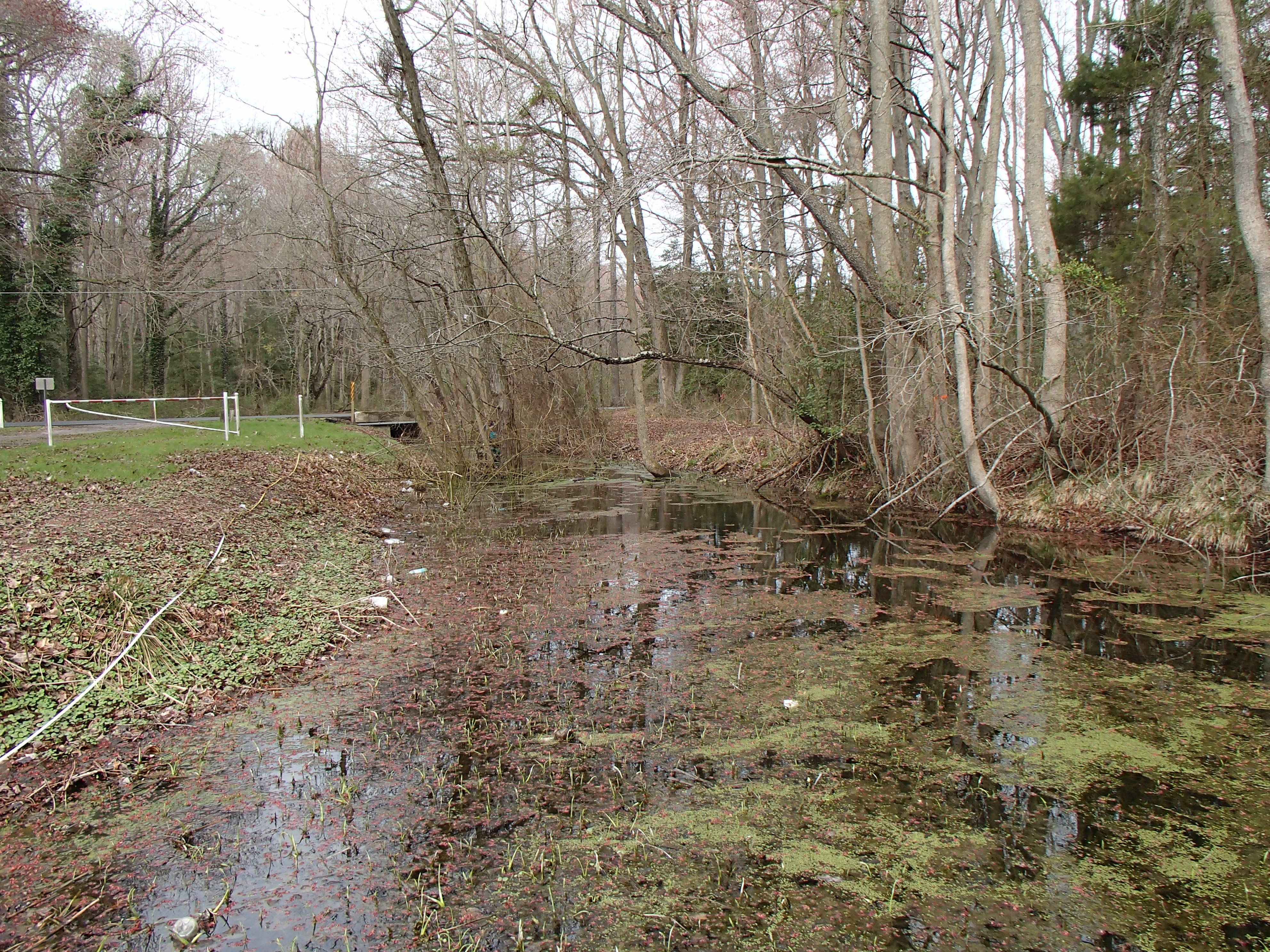 Field photo showing stream conditions at site NANT-110-R-2015_Midpoint-downstream