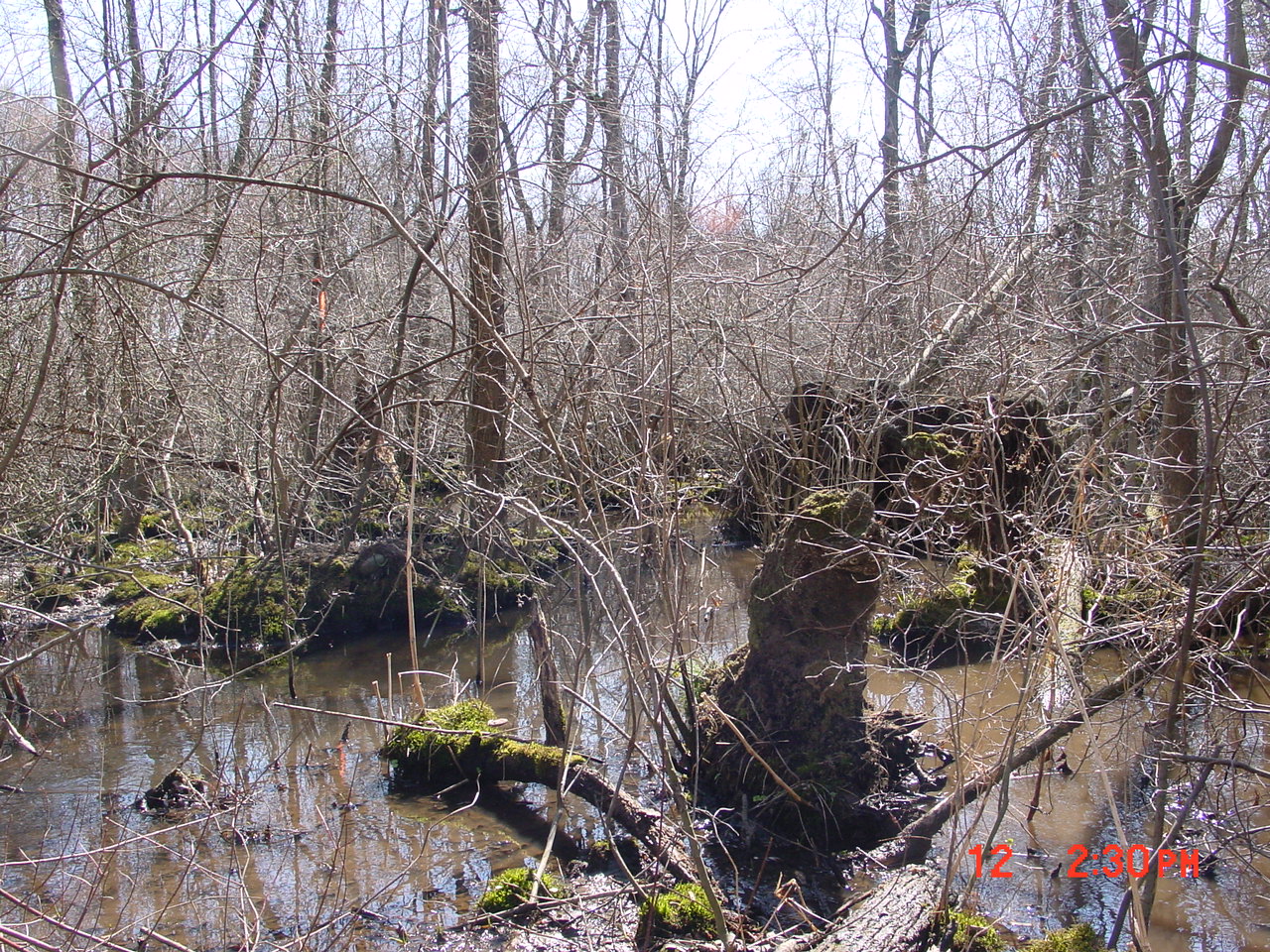 Field photo showing stream conditions at site NANT-114-R-2001-1