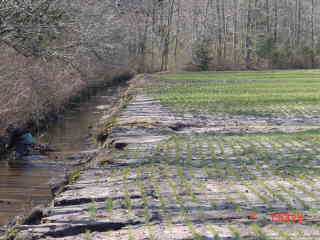 Field photo showing stream conditions at site NANT-116-R-2001-1