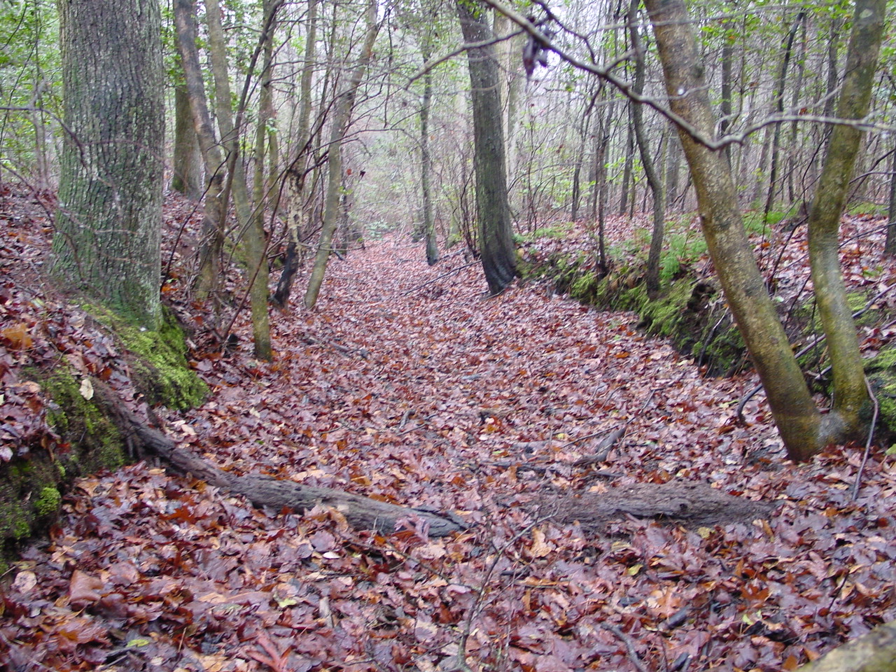 Field photo showing stream conditions at site NANT-117-R-2002-1