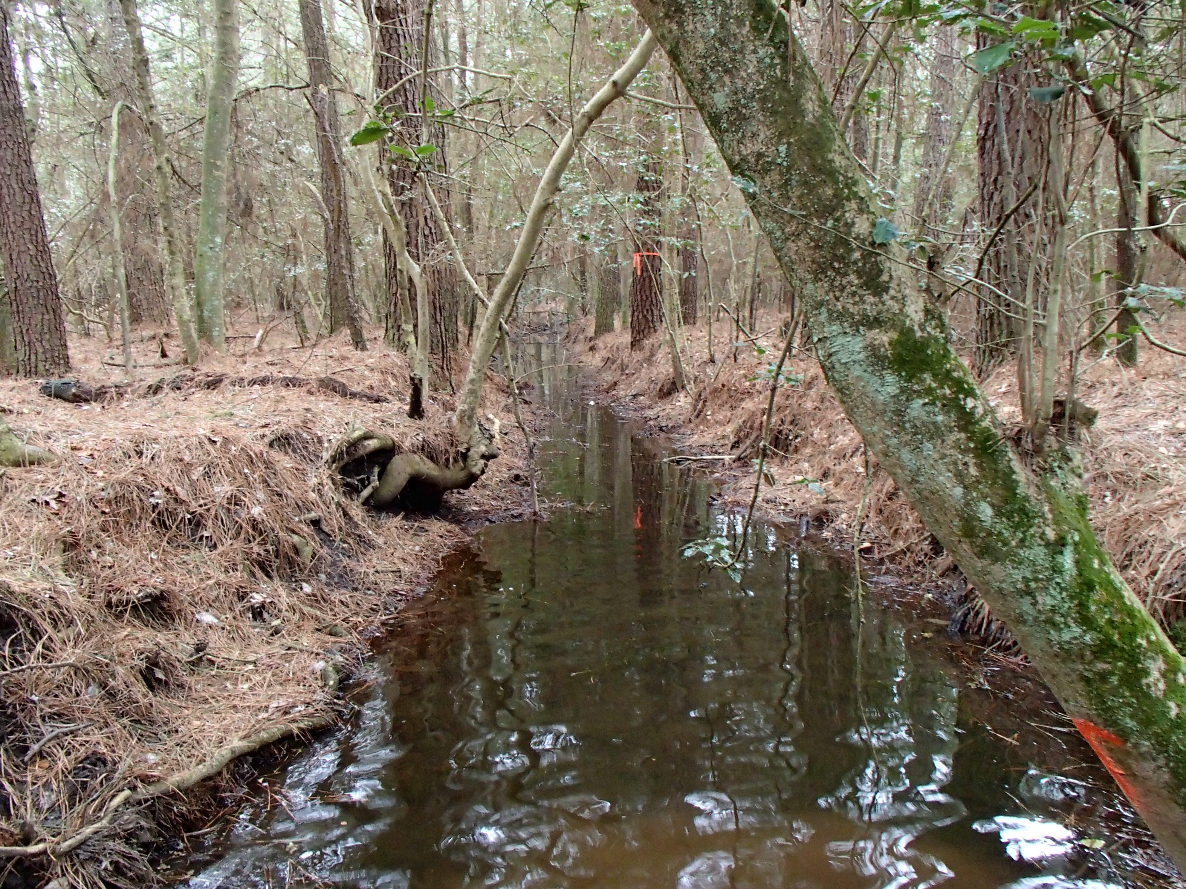 Field photo showing stream conditions at site NANT-119-R-2015_Midpoint-looking-upstream