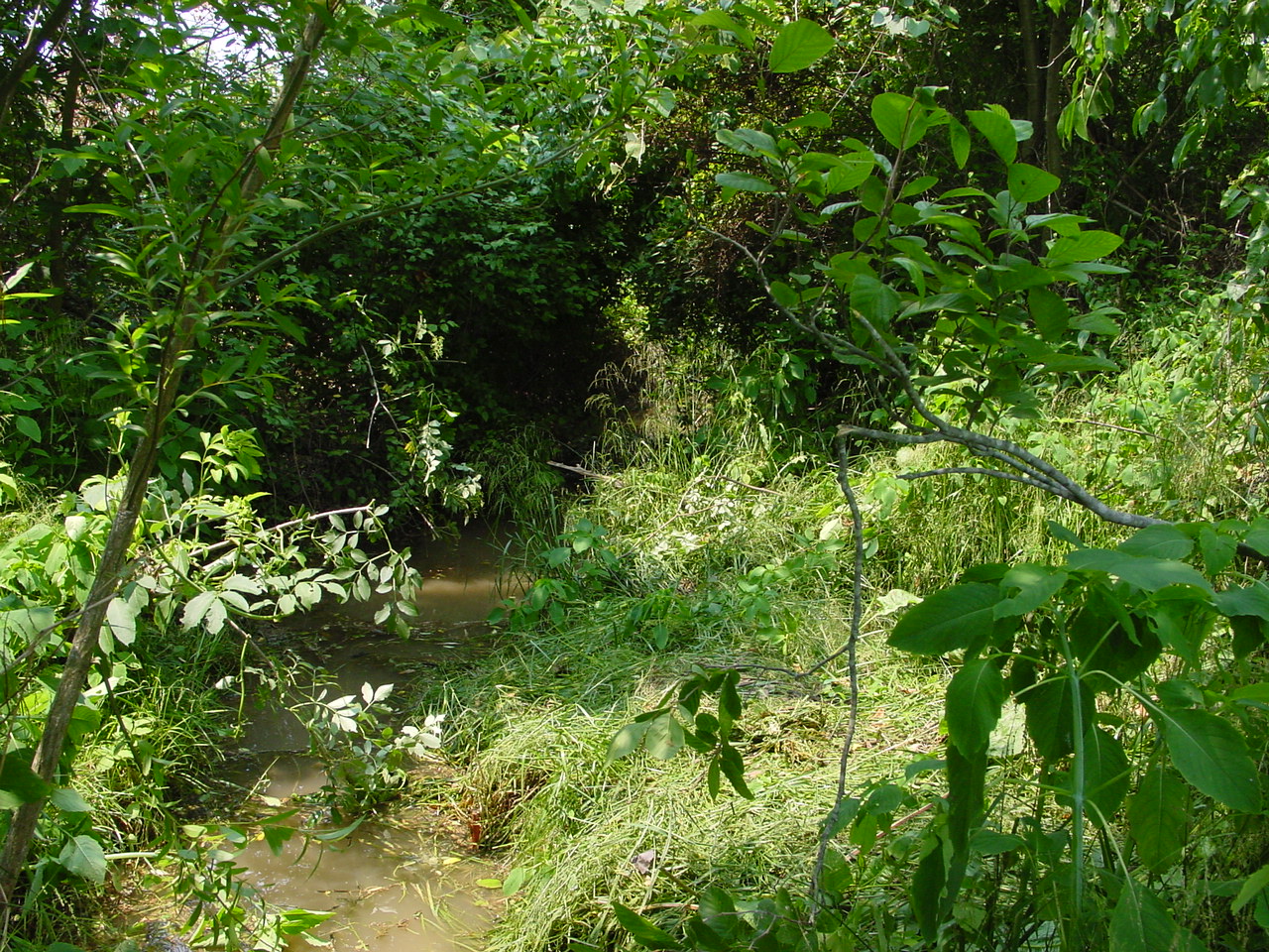 Field photo showing stream conditions at site NANT-123-R-2002-1