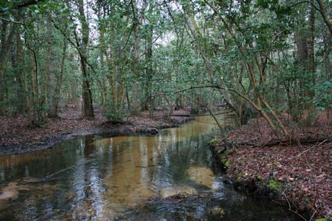 Field photo showing stream conditions at site NANT-204-A-2012-MidpointDownstream