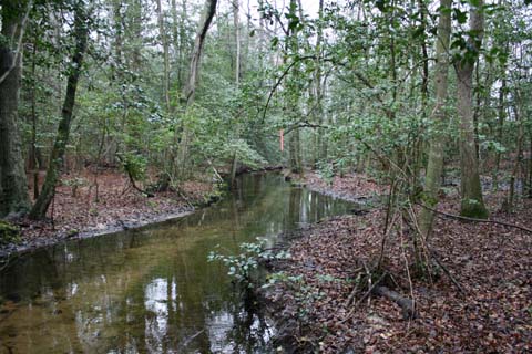 Field photo showing stream conditions at site NANT-204-A-2012-MidpointUpstream