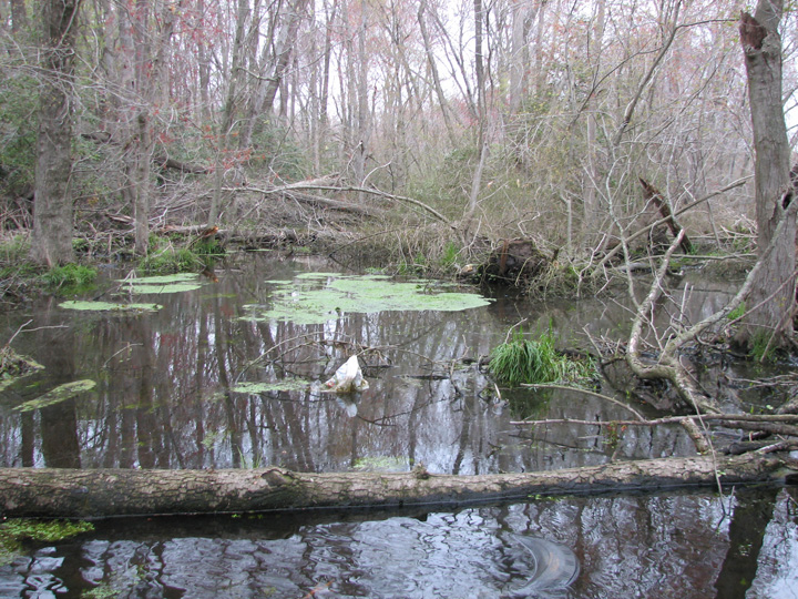 Field photo showing stream conditions at site NASS-105-B-2007-1