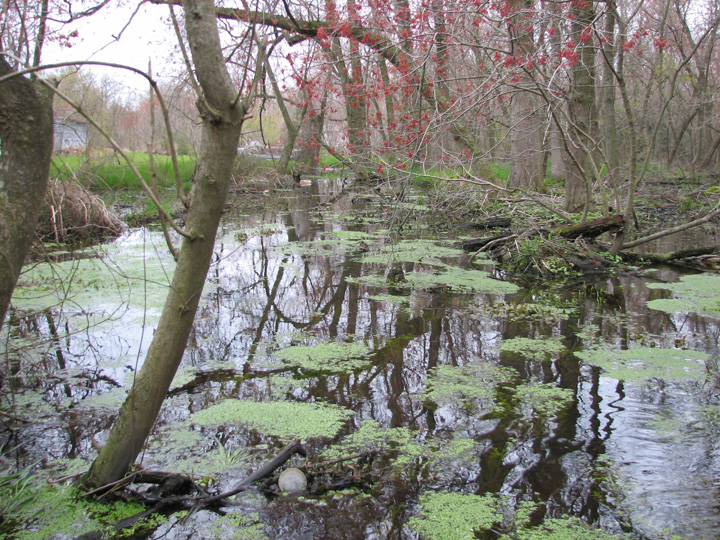Field photo showing stream conditions at site NASS-105-B-2007-2