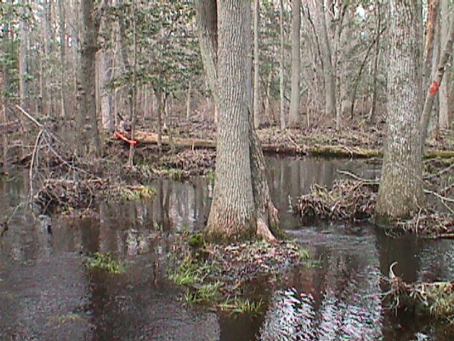 Field photo showing stream conditions at site NASS-108-S-2000-12_07