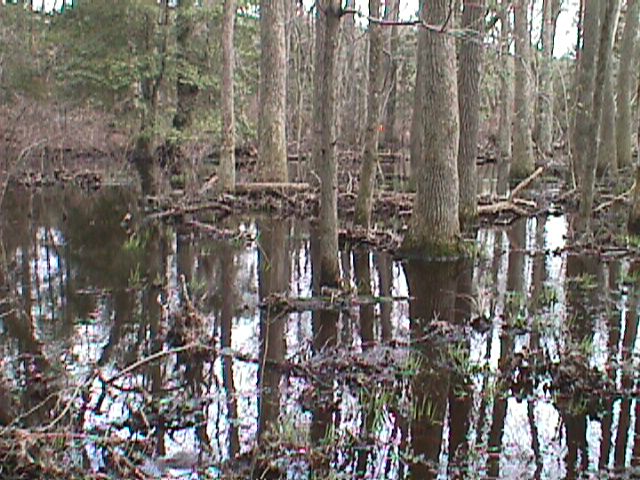 Field photo showing stream conditions at site NASS-108-S-2000-12_08