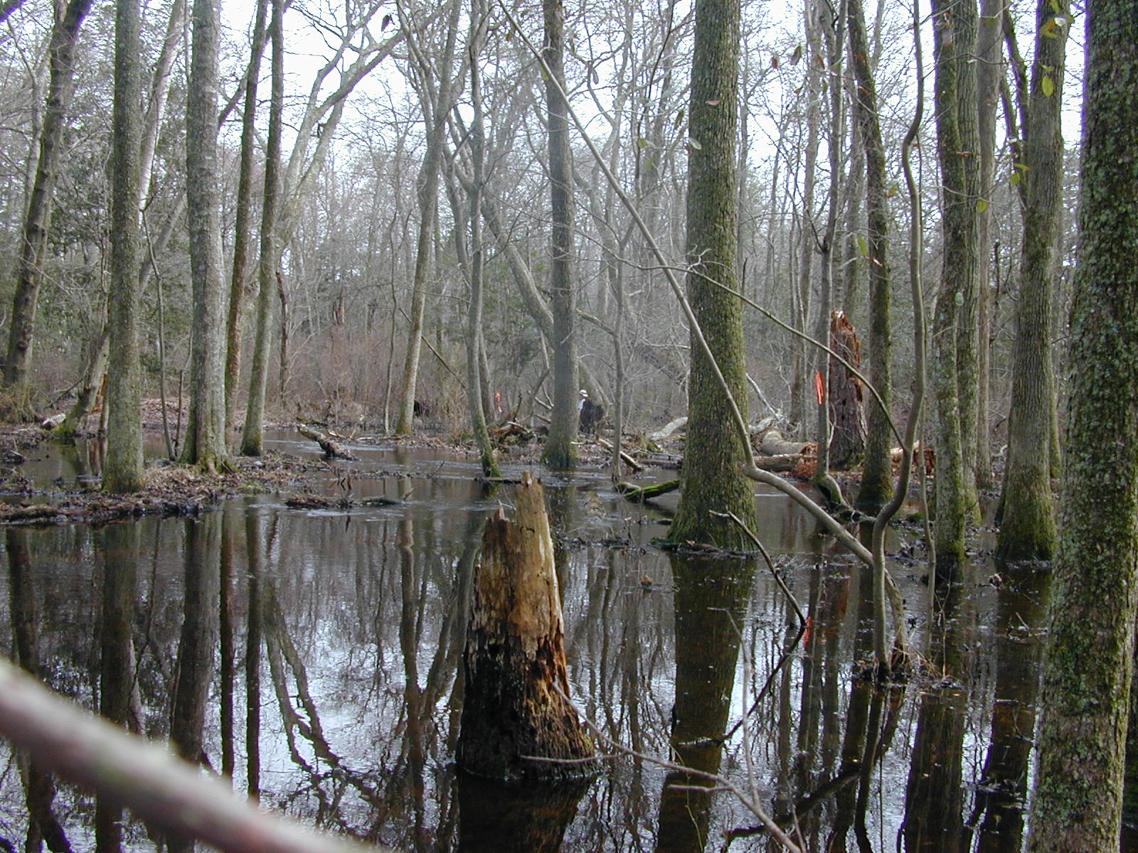Field photo showing stream conditions at site NASS-108-S-2003-0883