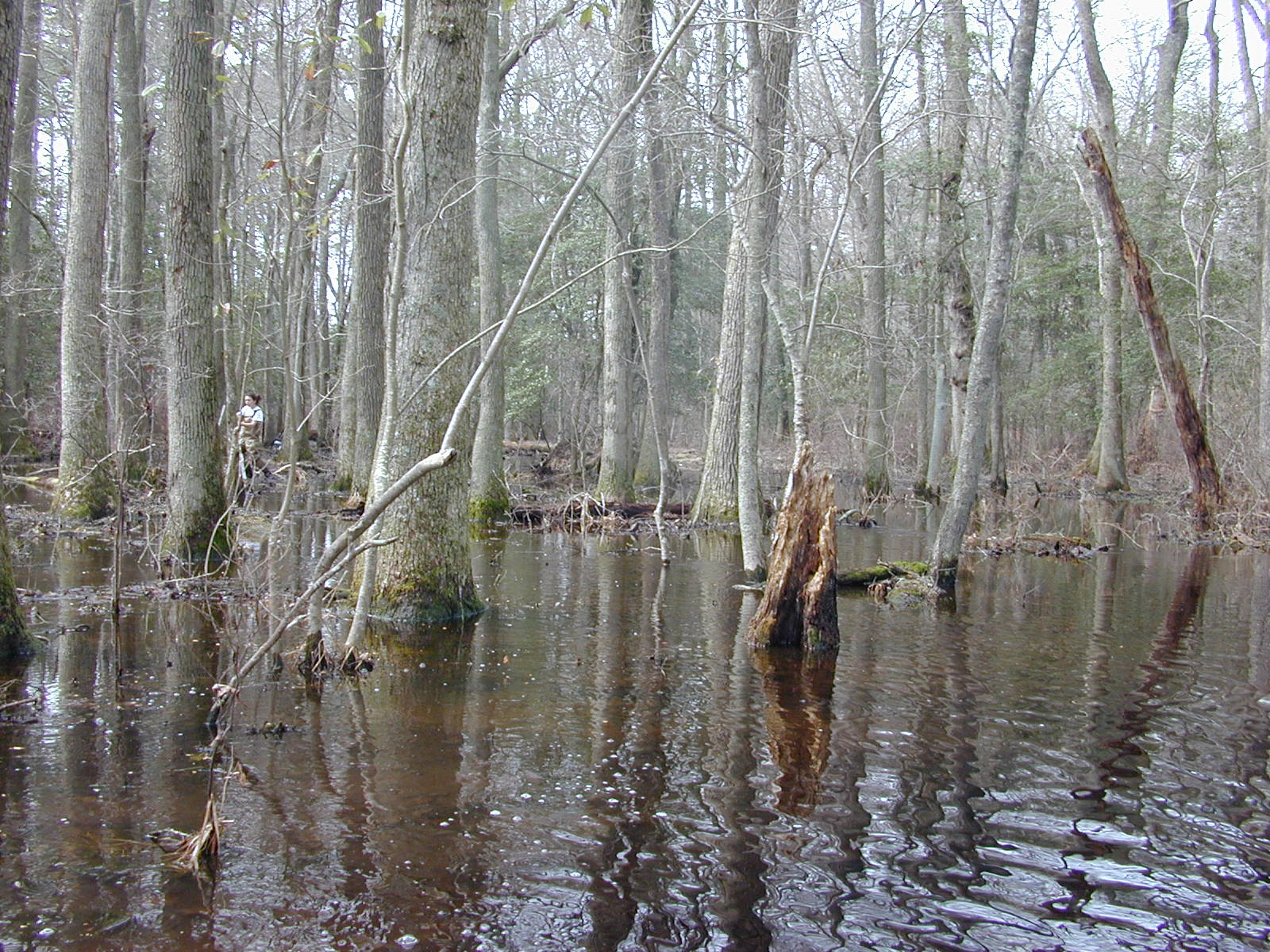 Field photo showing stream conditions at site NASS-108-S-2003-0884
