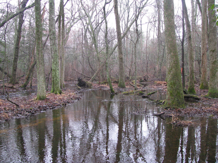 Field photo showing stream conditions at site NASS-108-S-2009-1