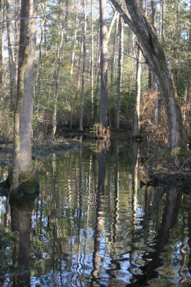 Field photo showing stream conditions at site NASS-108-S-2010-1