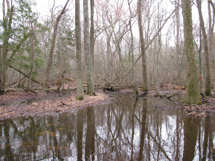 Field photo showing stream conditions at site NASS-108-S-2011-1