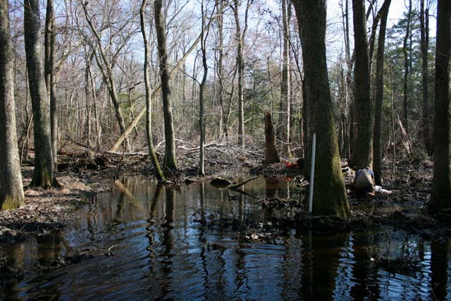 Field photo showing stream conditions at site NASS-108-S-2012-MidpointPdownstream