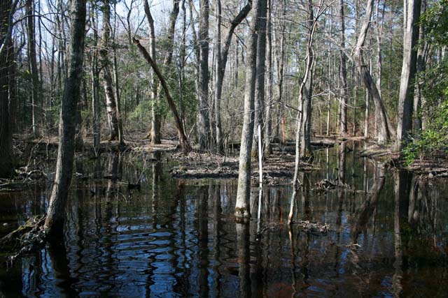 Field photo showing stream conditions at site NASS-108-S-2012-MidpointPupstream