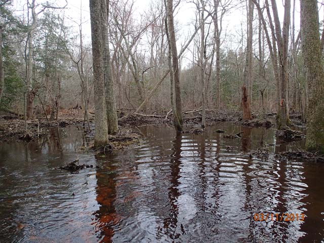 Field photo showing stream conditions at site NASS-108-S-2013-MidpointPdownstream