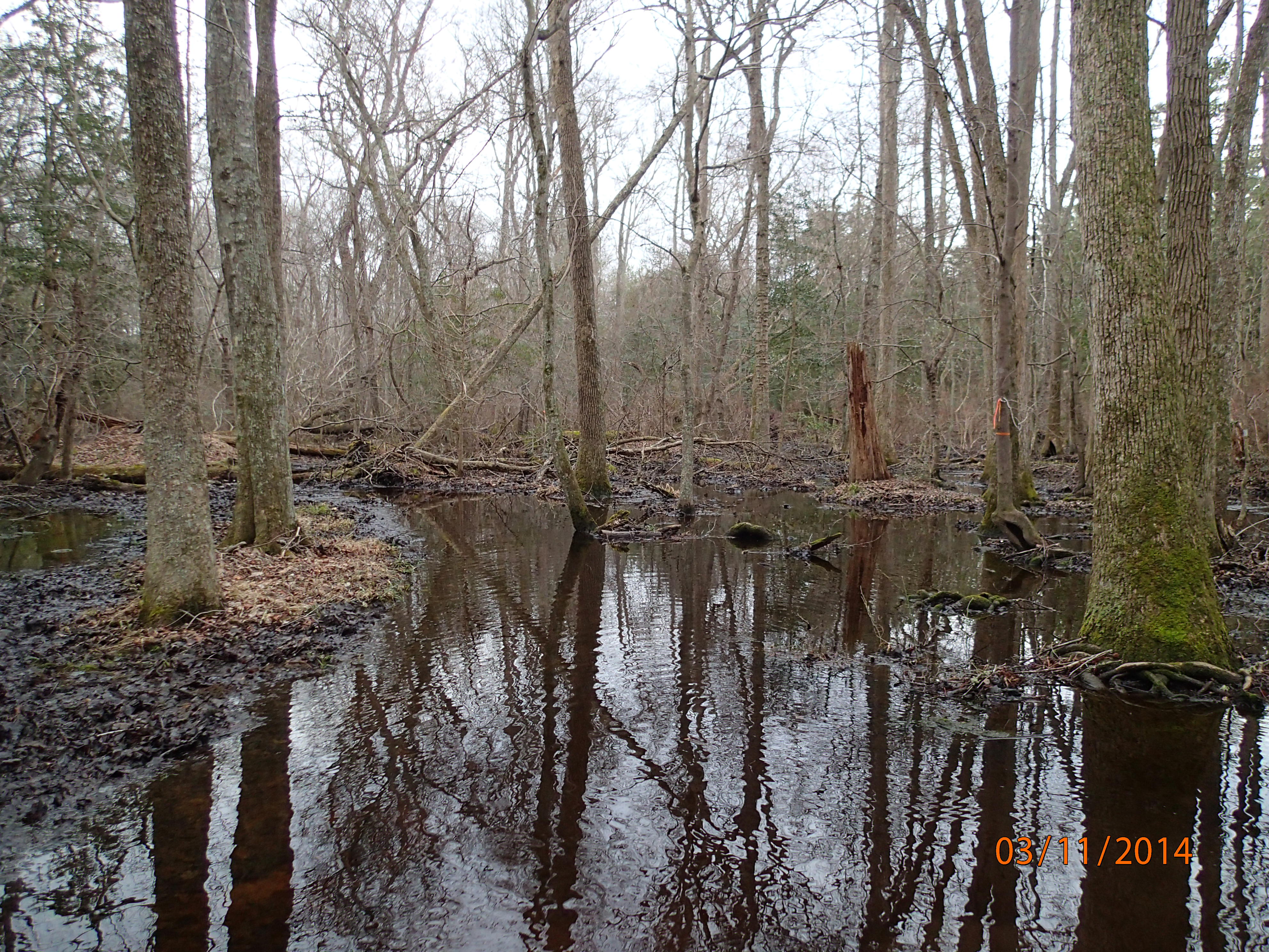 Field photo showing stream conditions at site NASS-108-S-2014-MidpointDownstream