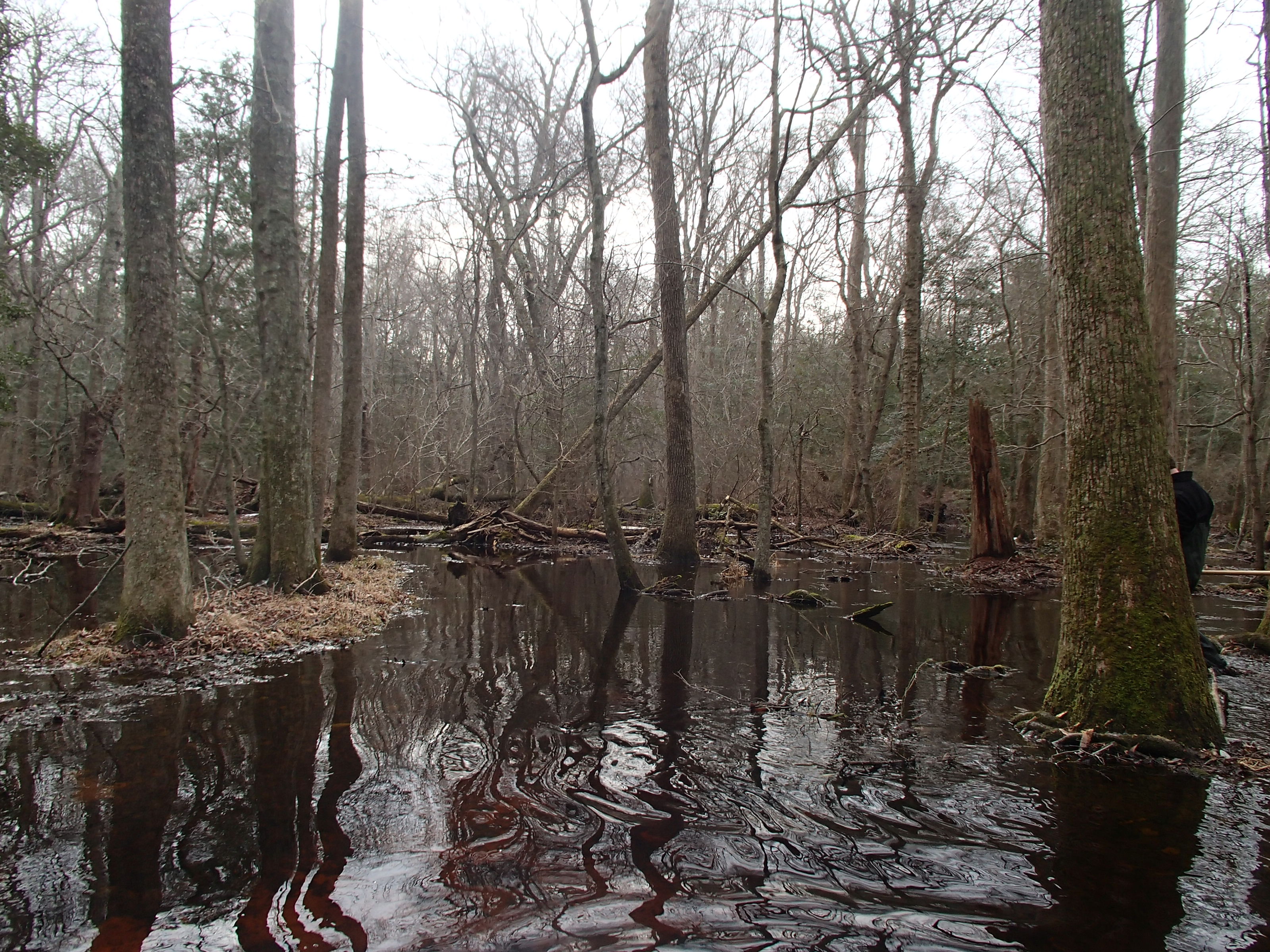 Field photo showing stream conditions at site NASS-108-S-2015_P-looking-downstream