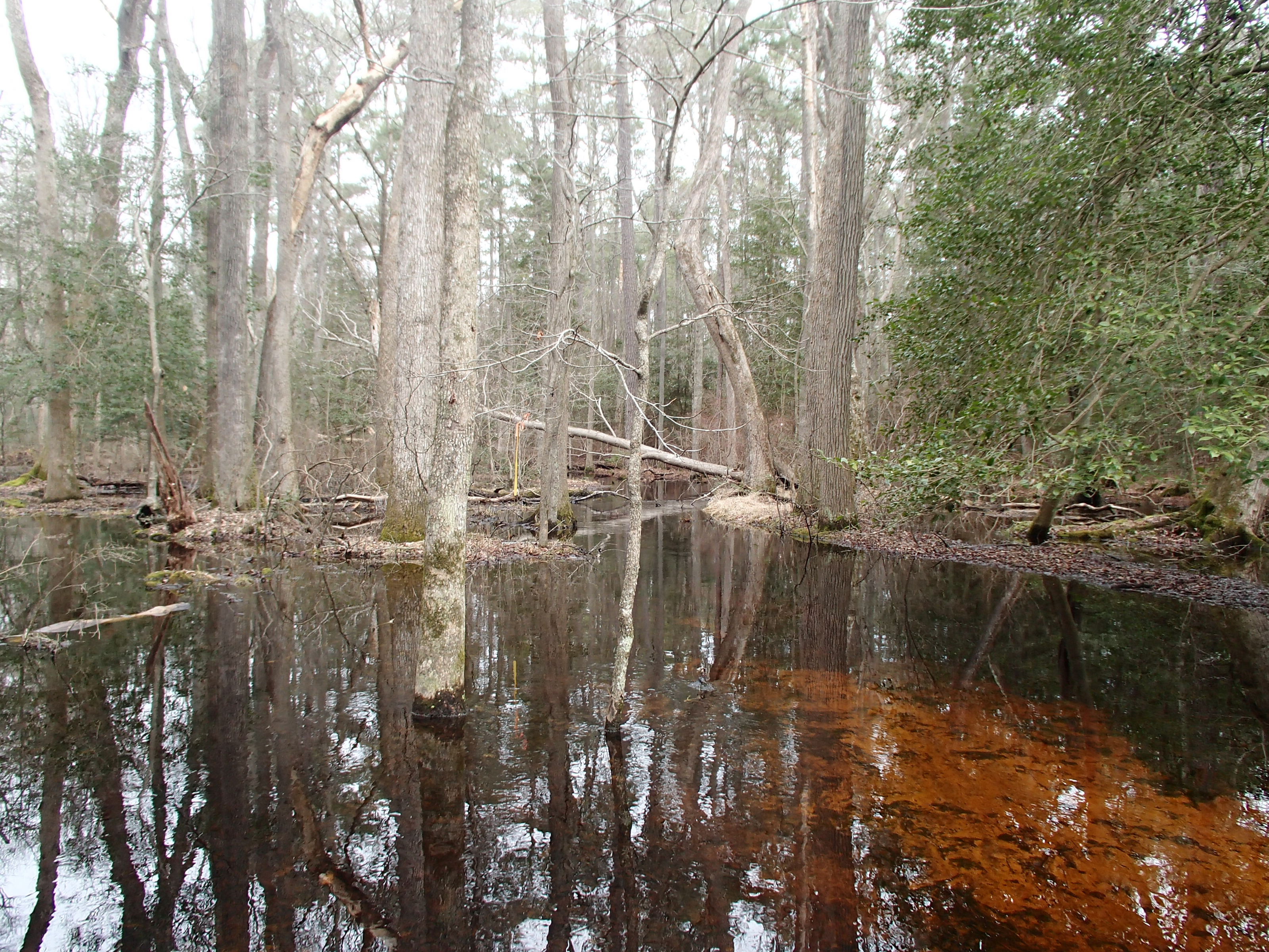 Field photo showing stream conditions at site NASS-108-S-2015_P-looking-upstream