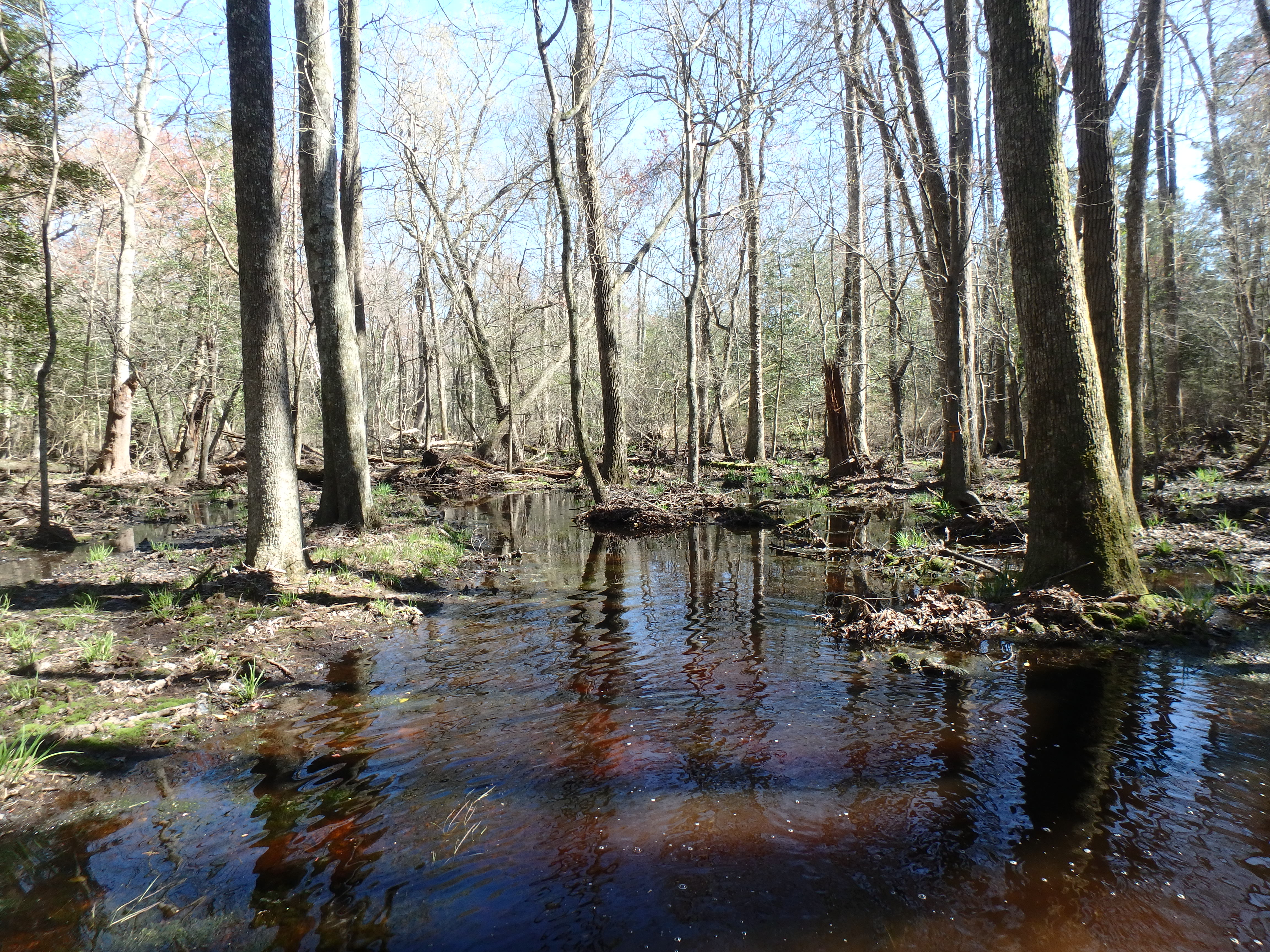 Field photo showing stream conditions at site NASS-108-S-2017-At'P'LookingDownstream