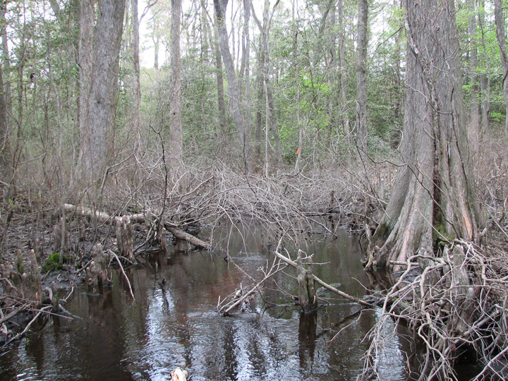 Field photo showing stream conditions at site NASS-111-B-2007-1