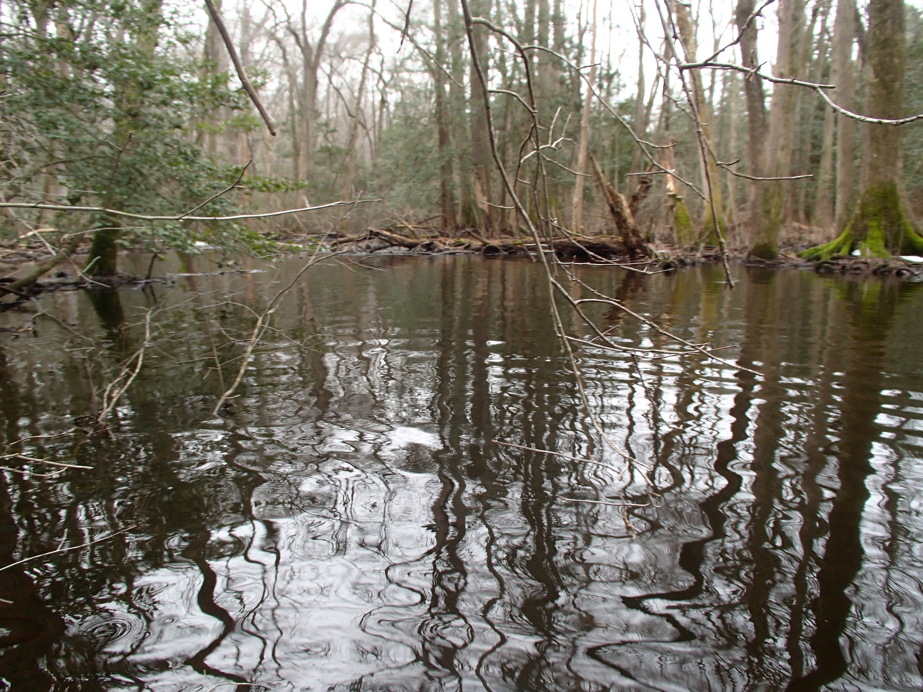 Field photo showing stream conditions at site NASS-217-R-2015_Midpoint-looking-downstream