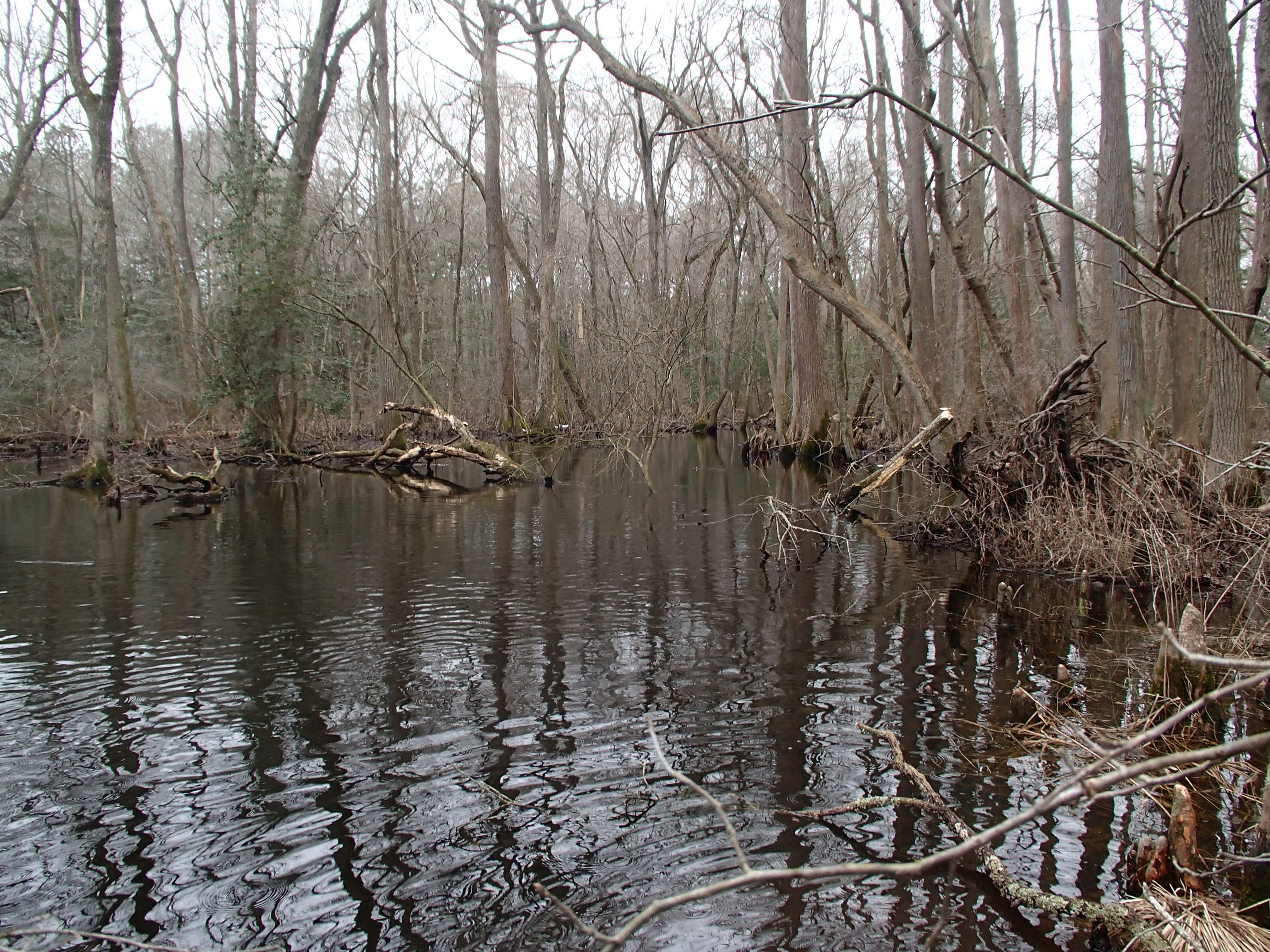 Field photo showing stream conditions at site NASS-217-R-2015_Midpoint-looking-upstream