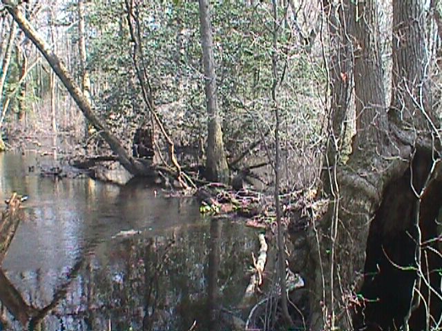 Field photo showing stream conditions at site NASS-301-S-2000-12_01