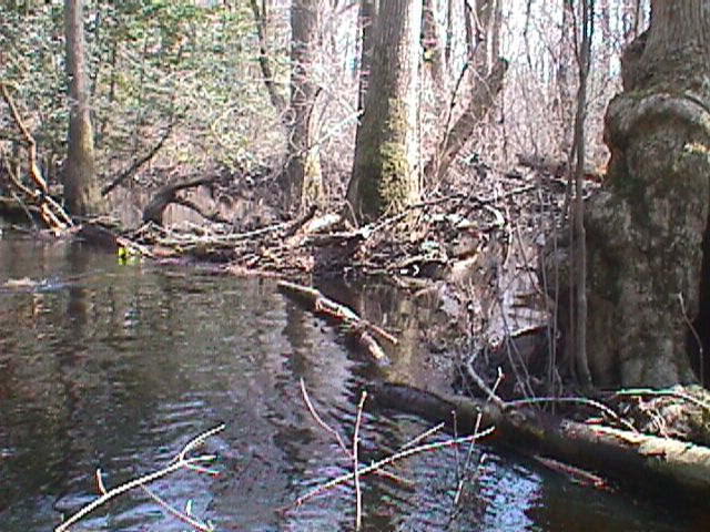 Field photo showing stream conditions at site NASS-301-S-2000-12_02