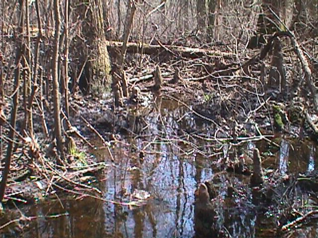Field photo showing stream conditions at site NASS-301-S-2000-12_03