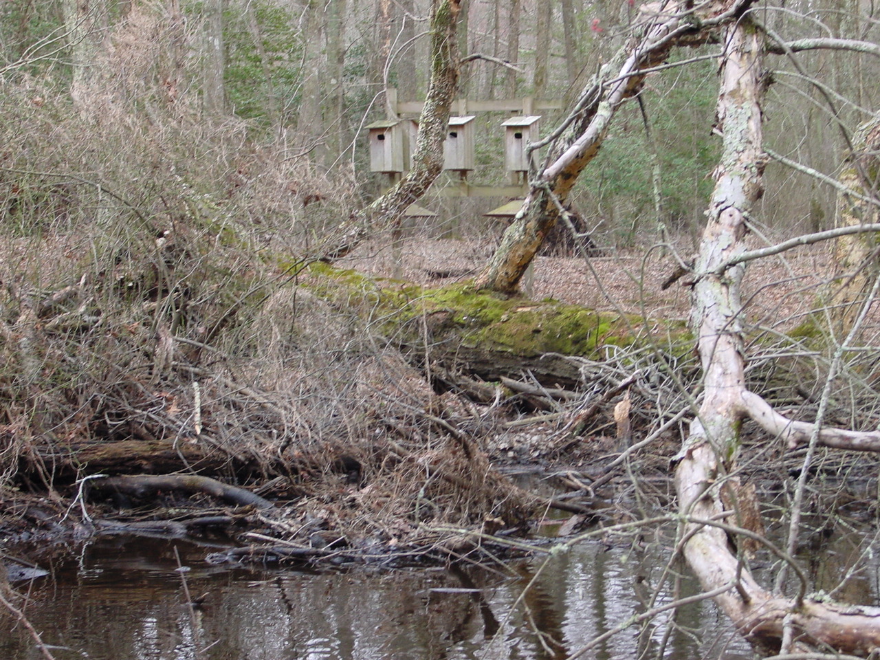 Field photo showing stream conditions at site NASS-302-S-2002-2