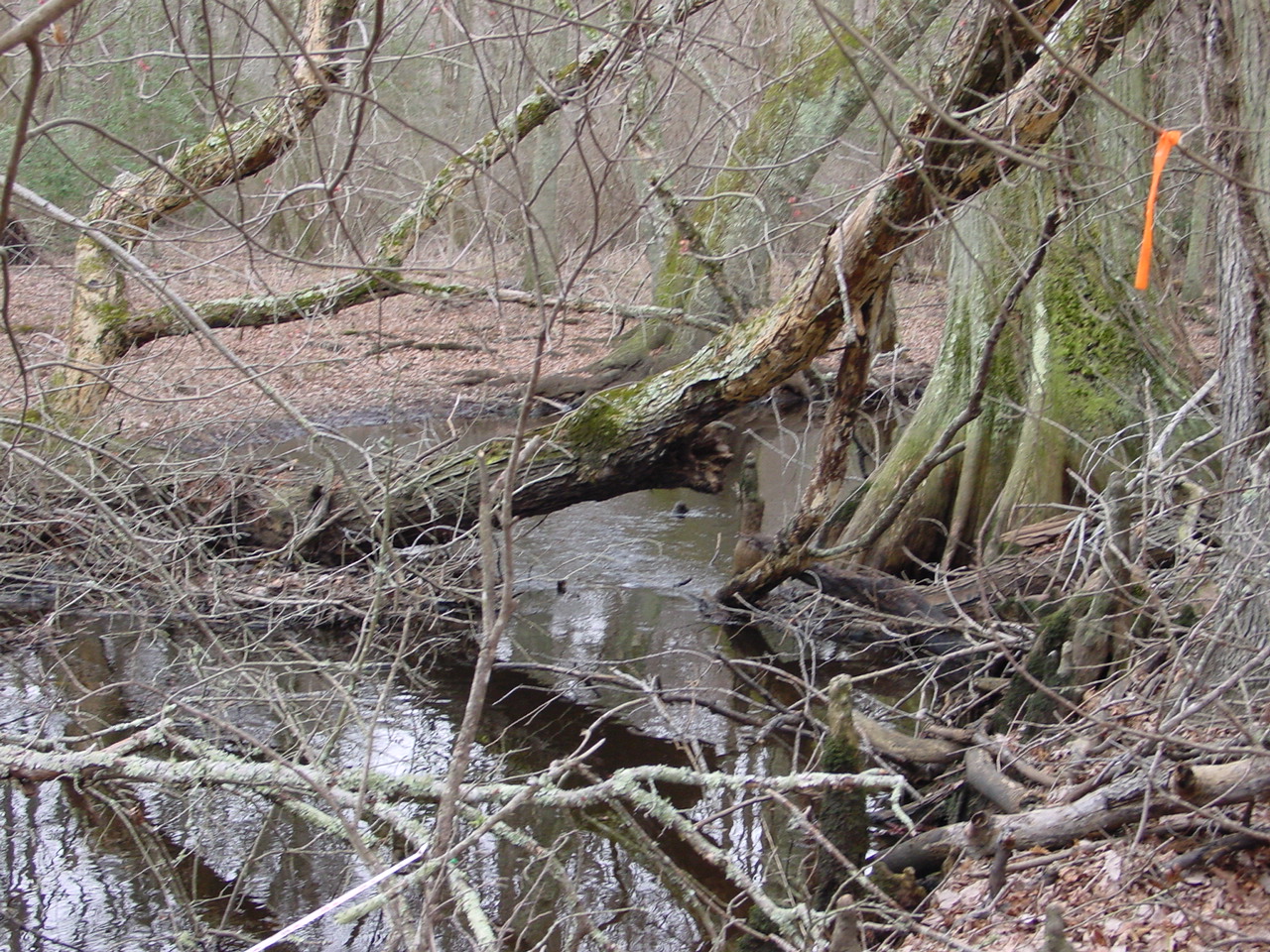 Field photo showing stream conditions at site NASS-302-S-2002-3