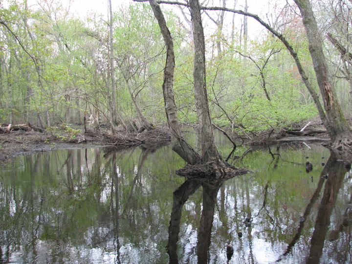 Field photo showing stream conditions at site NASS-302-S-2007-2