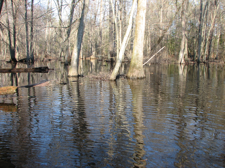 Field photo showing stream conditions at site NASS-302-S-2008-1