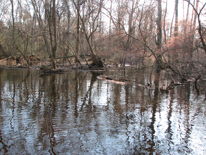Field photo showing stream conditions at site NASS-302-S-2008-2