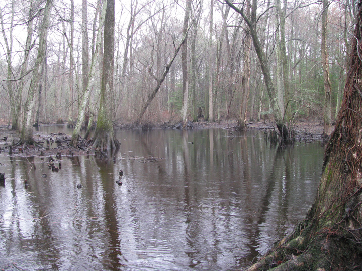 Field photo showing stream conditions at site NASS-302-S-2009-2