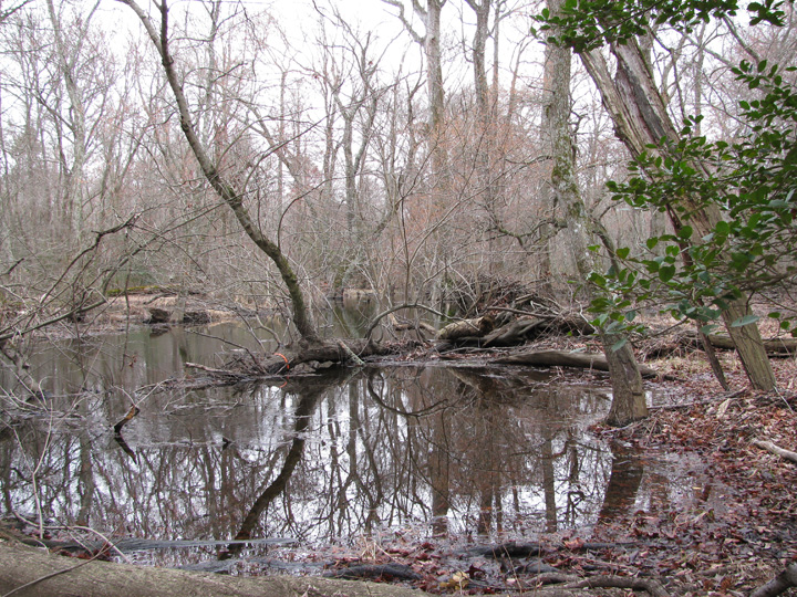 Field photo showing stream conditions at site NASS-302-S-2011-1