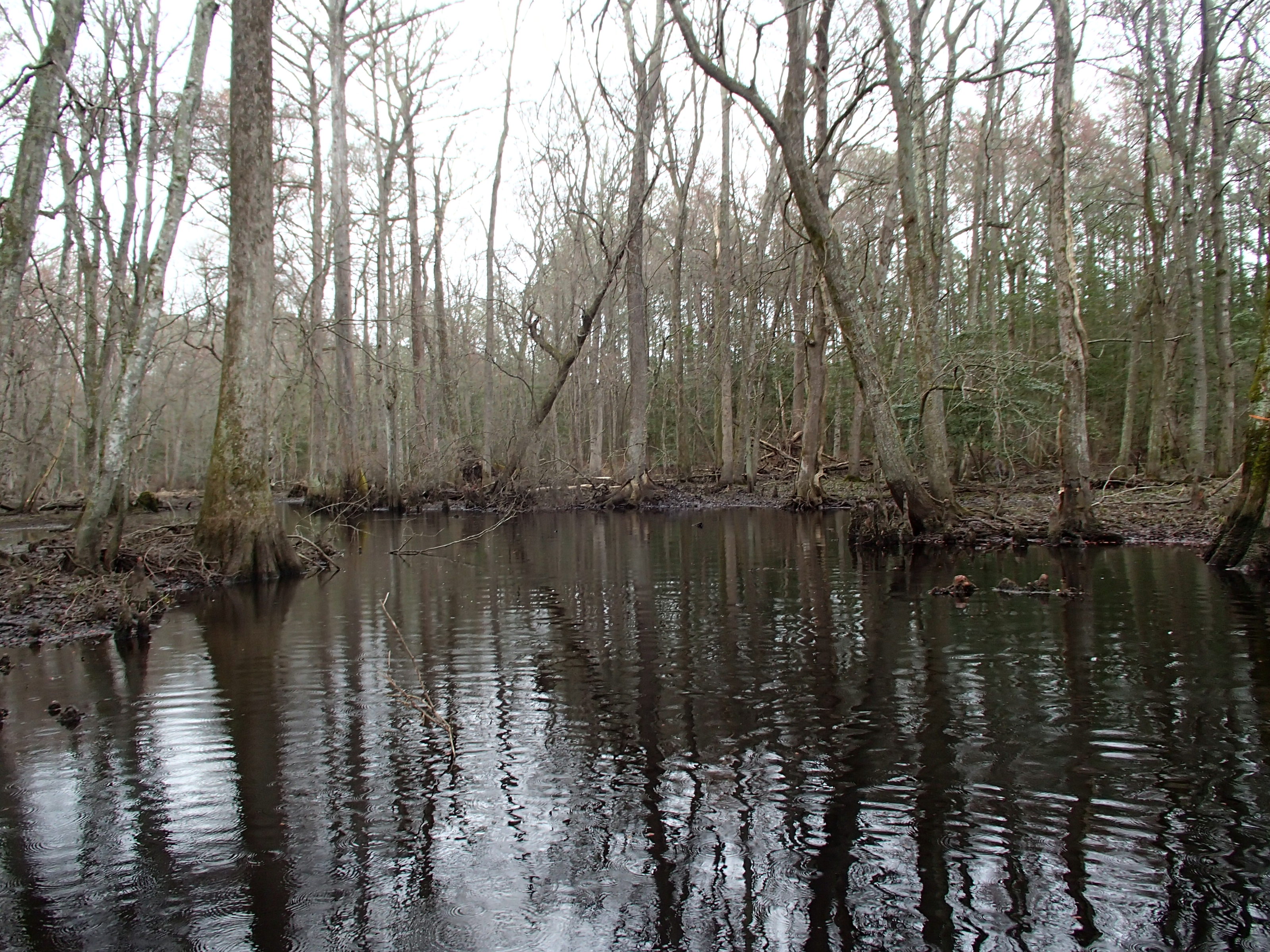 Field photo showing stream conditions at site NASS-302-S-2015_at-P-looking-upstream