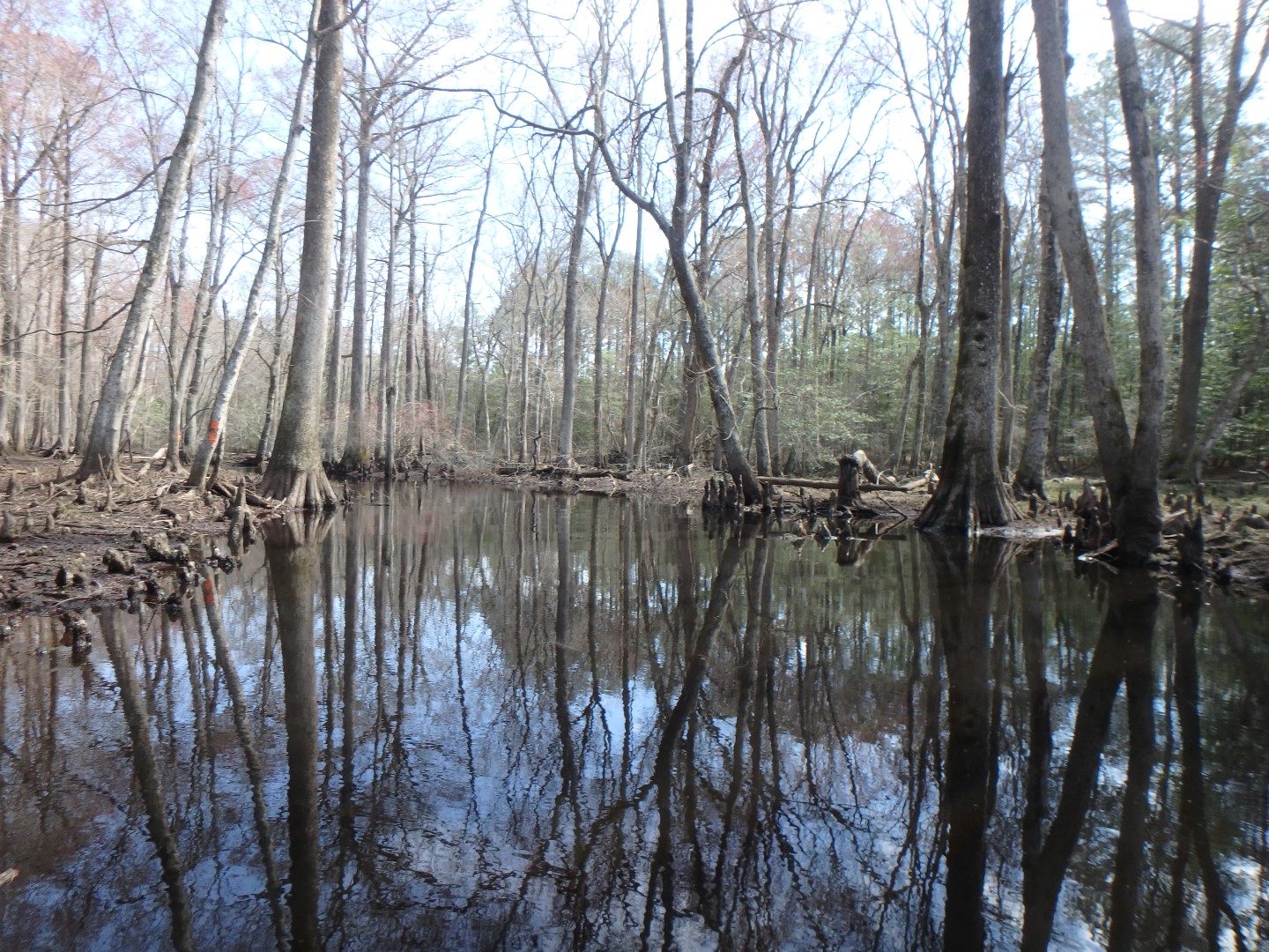 Field photo showing stream conditions at site NASS-302-S-2019-MidpointLookingUpstream
