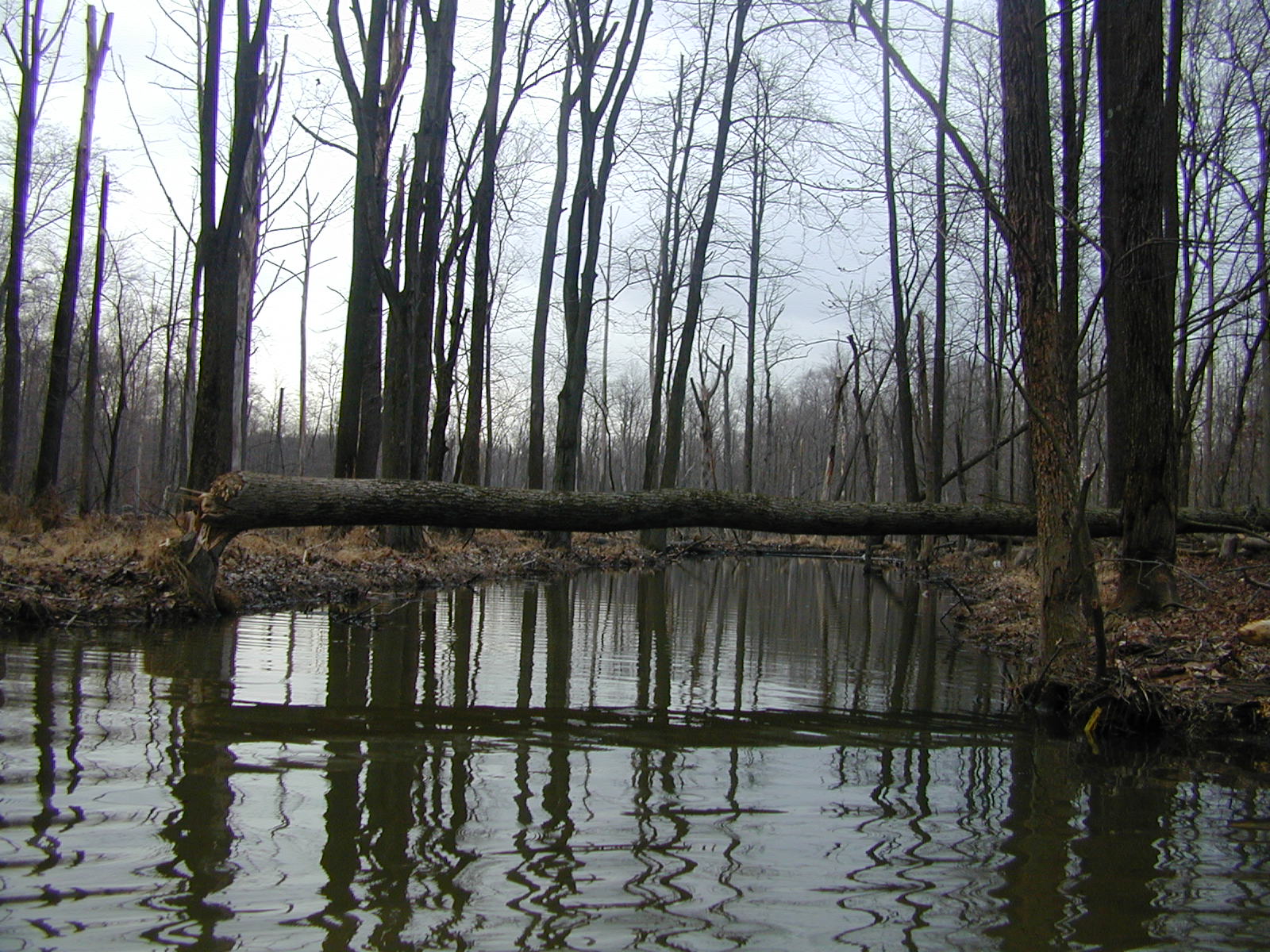 Field photo showing stream conditions at site NEAS-107-R-2001-2
